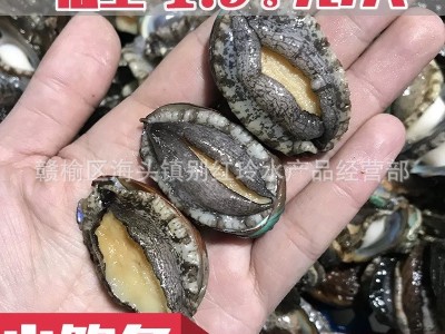 厂家直销新鲜鲍鱼海鲜水产小鲍鱼仔鲍鱼50只包邮 只包新鲜不包活图1