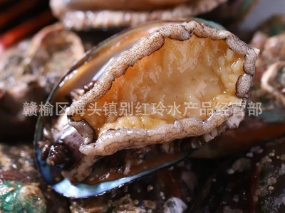 厂家直销新鲜鲍鱼海鲜水产小鲍鱼仔鲍鱼50只包邮 只包新鲜不包活图2