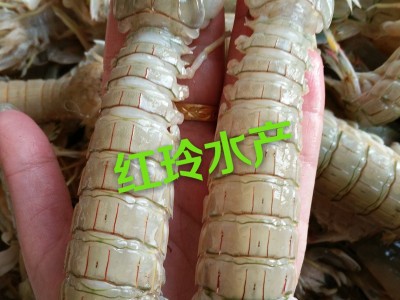 连云港海鲜；冰鲜死虾姑；琵琶虾‘虾爬子’皮皮虾‘富贵虾图5