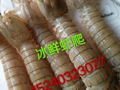 连云港海鲜；冰鲜死虾姑；琵琶虾‘虾爬子’皮皮虾‘富贵虾图3