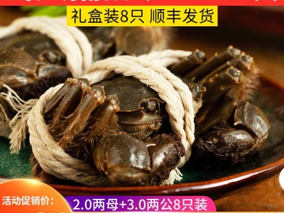 批发大闸蟹鲜活螃蟹公母3两-2.0两挑膏蟹 专卖店酒店指定用蟹河蟹图1