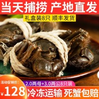 批发大闸蟹鲜活螃蟹公母3两-2.0两挑膏蟹 专卖店酒店指定用蟹河蟹