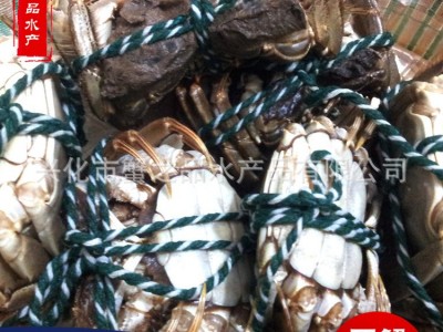 批发大闸蟹鲜活螃蟹公母3两-2.0两挑膏蟹 专卖店酒店指定用蟹河蟹图3