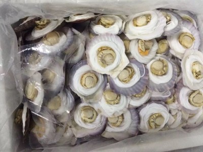 山东海产品批发 冷冻粉丝扇贝 半成品海鲜调理食品8-9 粉丝扇贝图5