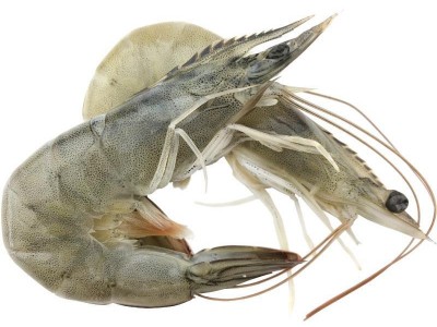 2021年盐冻厄瓜多尔白虾 40/50 老船长南美盐白虾蓝盒壳薄 2kg/盒图5