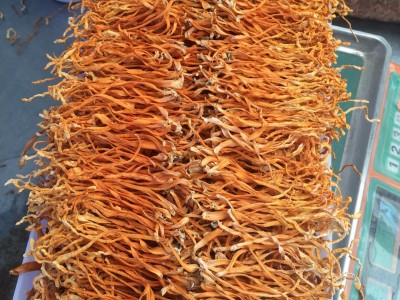 产地直销虫草花一手货源品质保证图4