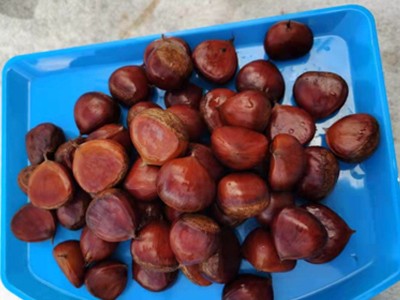 丹东板栗大号平均26/斤 新鲜大板栗 量大优惠 厂家直销 100起包邮图3