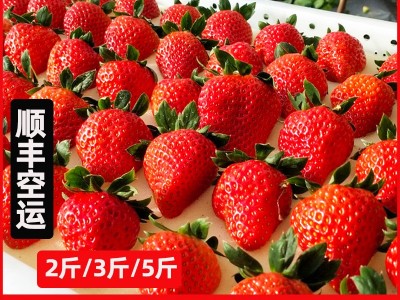 顺丰发货 丹东九九草莓大果 新鲜当季水果奶油红颜大白草莓图1