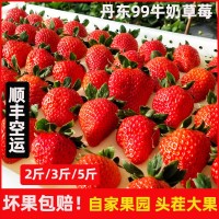 顺丰发货 丹东九九草莓大果 新鲜当季水果奶油红颜大白草莓