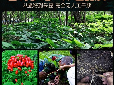新鲜林下参长白山野山参东北人参野生籽货老山叁礼盒泡酒现货代发图2