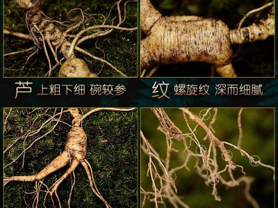 新鲜林下参长白山野山参东北人参野生籽货老山叁礼盒泡酒现货代发图3