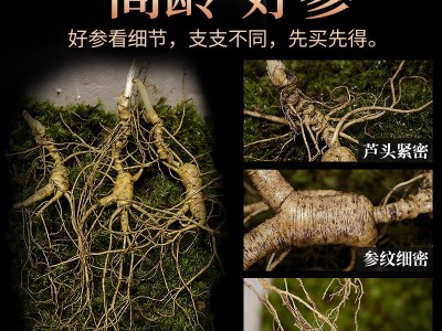 林下参15年新鲜泡酒野山参老山参东北移山参现挖籽货长白山人参图3