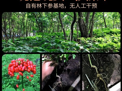 林下参15年新鲜泡酒野山参老山参东北移山参现挖籽货长白山人参图2