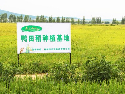 厂家批发雪乡东北米2.5kg圆珍珠米5斤黑龙江农家新米食堂采购图2