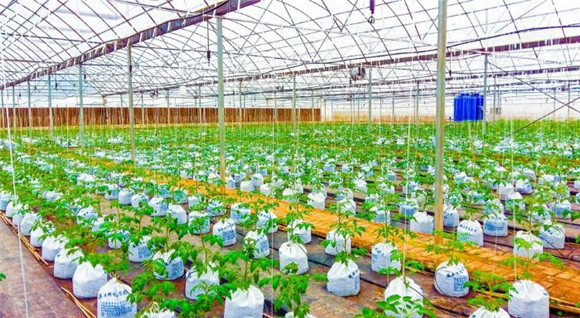科光种苗番茄培育大棚。记者 朱杨 摄_副本