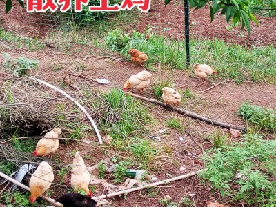 农家柴鸡蛋散养土鸡蛋批发纯土鸡蛋笨鸡虫草土鸡蛋30枚图4