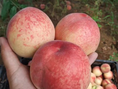 蒙阴蜜桃，自然条件和悠久的种植历史，被评为"中国蜜桃之都"图3