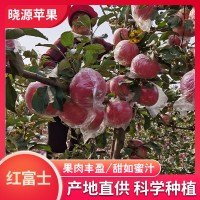 山西红富士苹果10斤当季新鲜水果冰糖心苹果孕妇脆甜大苹果整箱