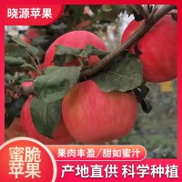 蜜脆苹果新鲜苹果水果脆甜整箱当季包邮10斤装现摘现发孕妇水果