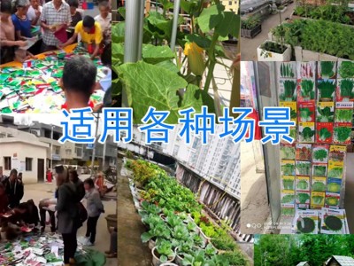 跑江湖地摊蔬菜种子批发草莓混批瓜果菜籽番茄黑番茄小白菜九粒白图3