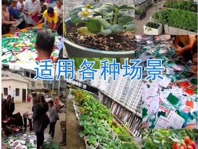 四季草莓籽阳台庭院种植奶油盆栽红草莓奶油草莓种孑批发天旸高科图2