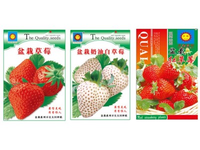 四季草莓籽阳台庭院种植奶油盆栽红草莓奶油草莓种孑批发天旸高科图3
