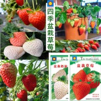 四季草莓籽阳台庭院种植奶油盆栽红草莓奶油草莓种孑批发天旸高科