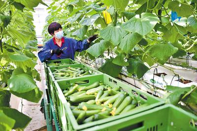 日前，河北邢台市南和区贾宋镇一家现代智慧农业园区的工人在采摘黄瓜。 新华社记者 朱旭东摄