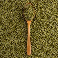 芽绿豆 生芽绿豆 生豆芽绿豆中颗粒小颗粒批发大包100斤