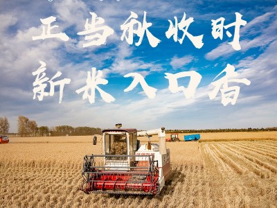 呼伦贝尔大米珍珠米25kg产地销售厂家直销袋装东北大米50斤圆粒米图4