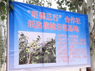 春节不休！新疆阿克苏185纸皮核桃一级薄壳2021年新货现发包图4
