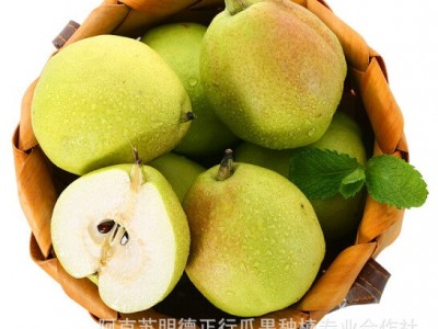 春节不休！新疆库尔勒香梨一级梨子当季水果新鲜包邮整箱图3