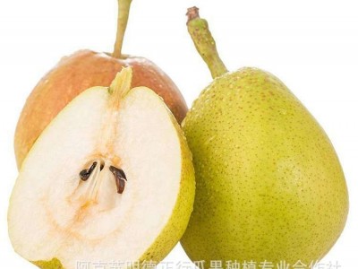 春节不休！新疆库尔勒香梨一级梨子当季水果新鲜包邮整箱图5