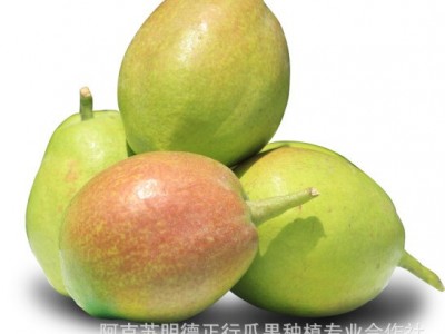 春节不休！新疆库尔勒香梨一级梨子当季水果新鲜包邮整箱图4