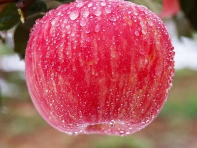 顺丰甘肃庆阳红富士苹果 5/10斤新鲜水果脆甜多汁冰糖心非丑平图2