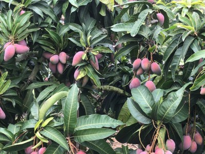 【催熟食用】广西百色芒果贵妃芒 新鲜水果现摘现发 一件代图3