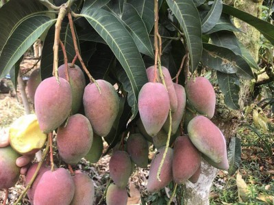 【催熟食用】广西百色芒果贵妃芒 新鲜水果现摘现发 一件代图4