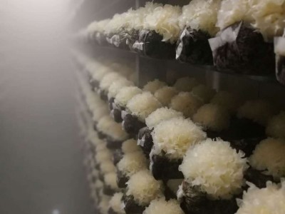 古田银耳500g 雪耳 丑耳 古田白木耳 银耳花 厂家批发图4