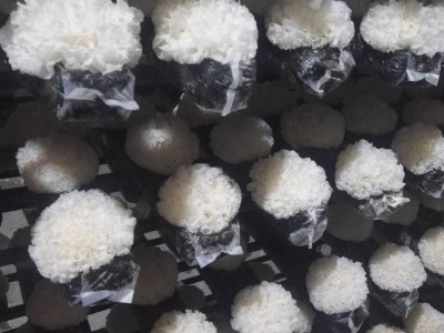 【古甜】鲜银耳12棒/箱，带菌棒的鲜活耳 古田银耳 雪耳 厂家批发图3
