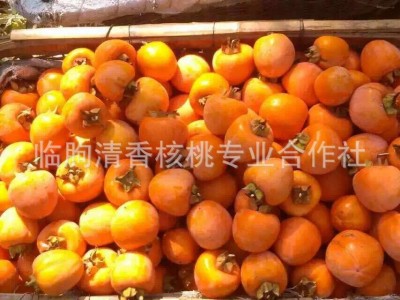 山东柿饼降霜大柿饼农家自制流心柿饼干 吊柿饼特产批发图4