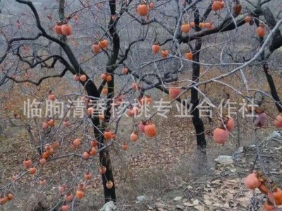 山东柿饼降霜大柿饼农家自制流心柿饼干 吊柿饼特产批发图3