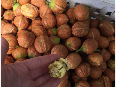 青皮核桃 去皮湿核桃 新鲜原味生核桃 薄壳绿皮核桃大量批发图5