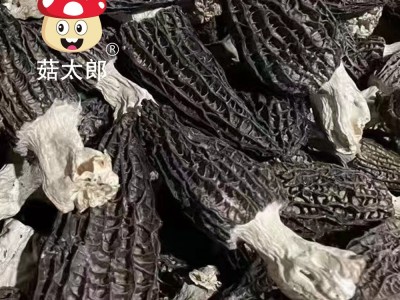 菇太郎批发羊肚菌原产地头茬羊肚菌干货散装 现货批发可出口商检图3