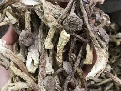 福建农产品土新货特产鹿茸菌干货去蒂头鹿茸菇餐饮酒家新菜品图3