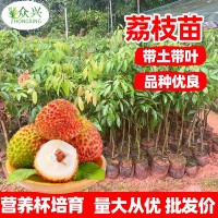 荔枝树苗妃子笑无核A4嫁接果树苗桂味糯米糍白糖罂鸡嘴荔三月红