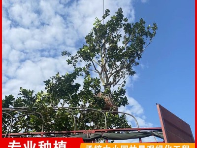 福建漳州柚子树批发 平和蜜柚假植货 庭院种植水果树图3