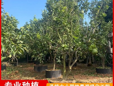 福建漳州柚子树批发 平和蜜柚假植货 庭院种植水果树图5