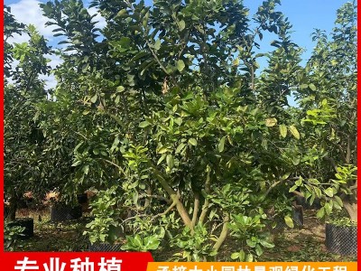 福建漳州柚子树批发 平和蜜柚假植货 庭院种植水果树图4
