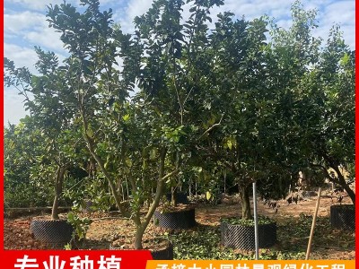 福建漳州柚子树批发 平和蜜柚假植货 庭院种植水果树图2