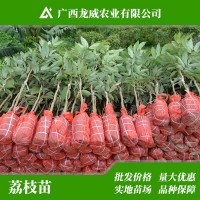 广西妃子笑荔枝苗批发 落塘蒲玉荷包荔枝果树苗 南方北方种植